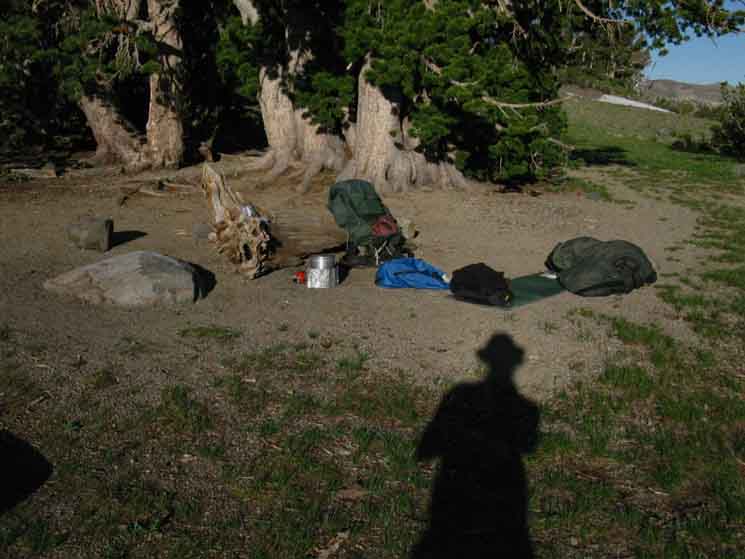 Campsite in Whitebark Pines at Round Top Lake